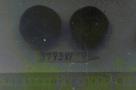 Click for 1 image(s) for this accession. FRUIT